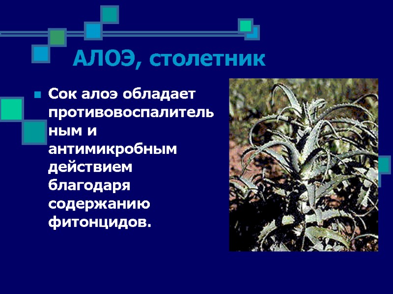 АЛОЭ, столетник Сок алоэ обладает противовоспалительным и антимикробным действием благодаря содержанию фитонцидов.